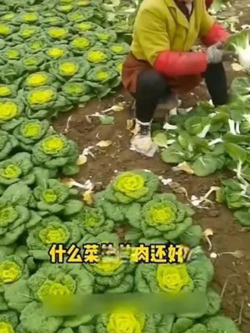 立秋播种，下霜采收，从田间到年味的守护——优质农产品与818好物节的鲜美邂逅