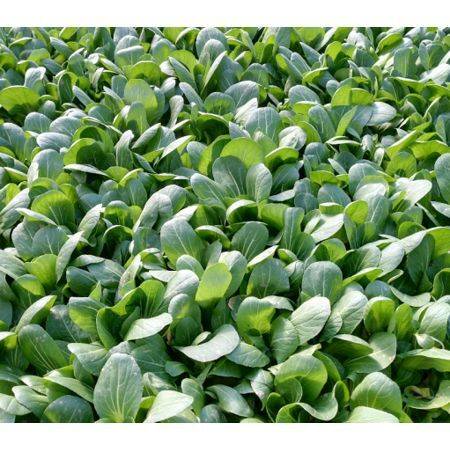 铜陵邮政 抗疫助农送温暖，新鲜蔬菜进万家