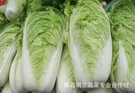 青岛明正蔬菜专业合作社新鲜蔬菜产品列表
